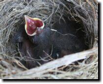 鳥巢怎麼處理|鳥巢幼鳥救傷指南 Bird Nest Nestling Rescue Guidelines